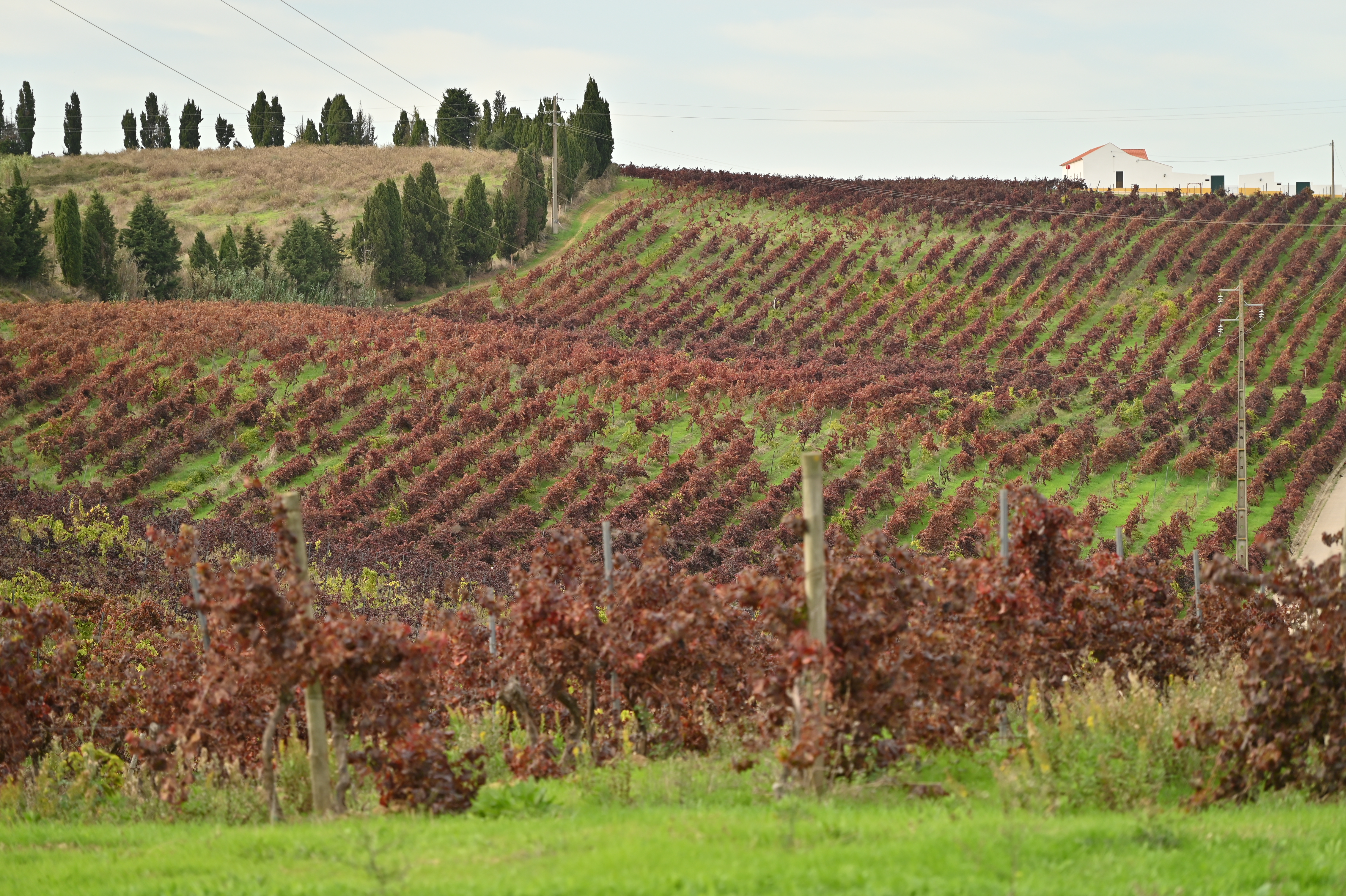 Quinta do Sampayo - Vineyard Weddings Venue