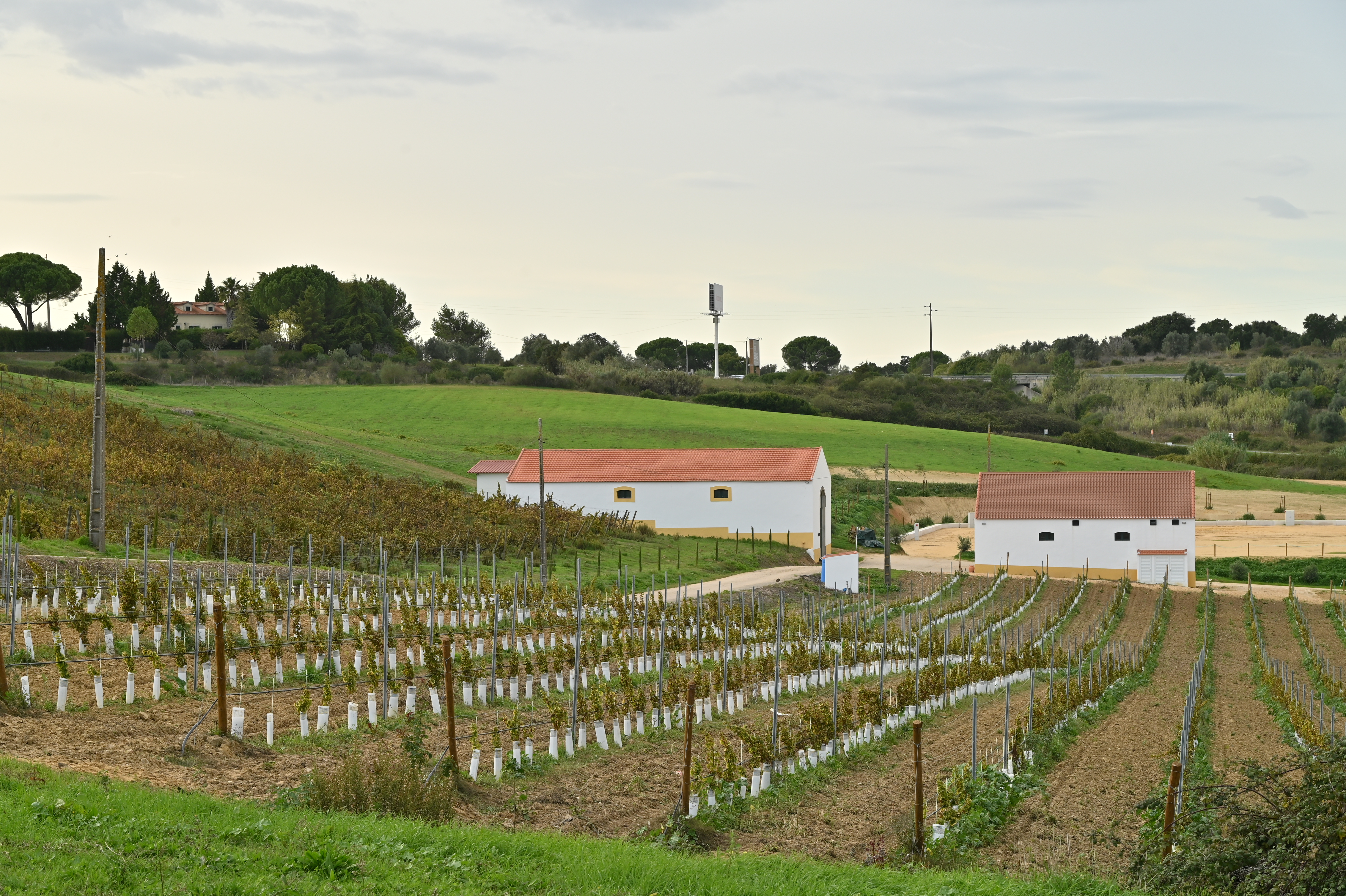 Quinta do Sampayo - Vineyard Weddings Venue